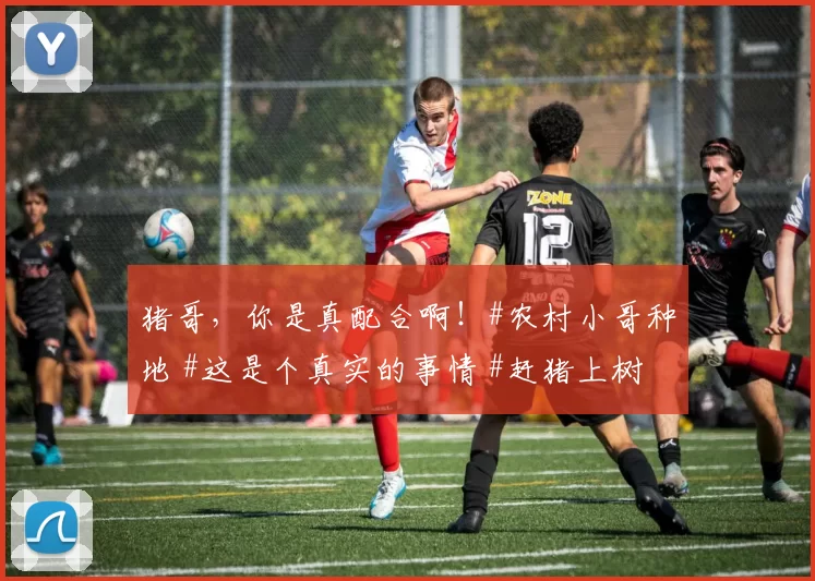 猪哥，你是真配合啊！#农村小哥种地 #这是个真实的事情 #赶猪上树 #种地